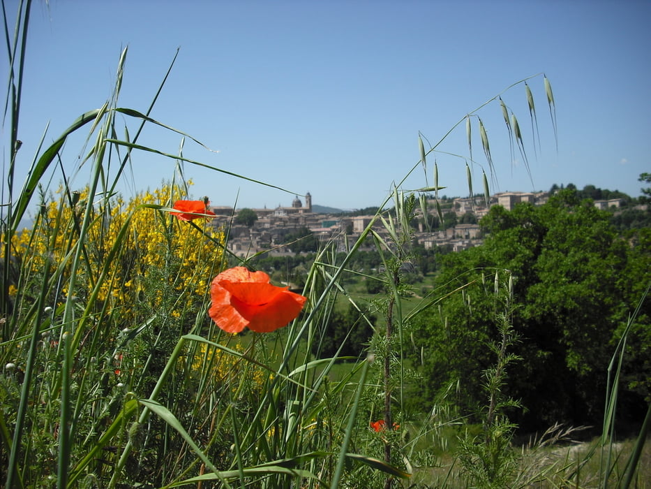 Urbino 5