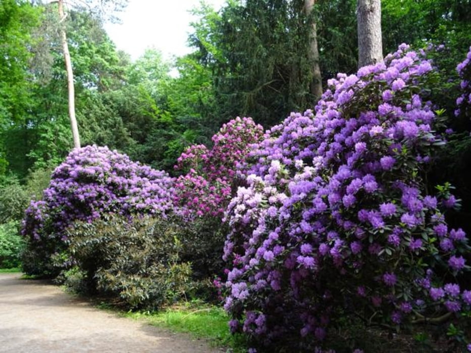 Route: Rhododendronwald -Höhenfelder See