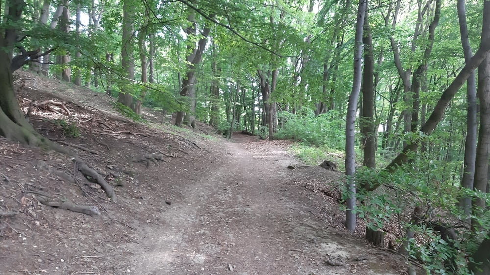 Sophienalpe-Kahlenberg trails 210603