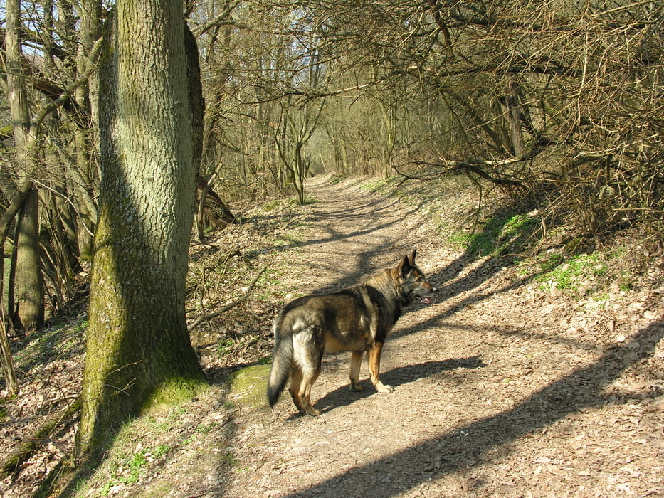 Rund um den Kleinen Feldberg