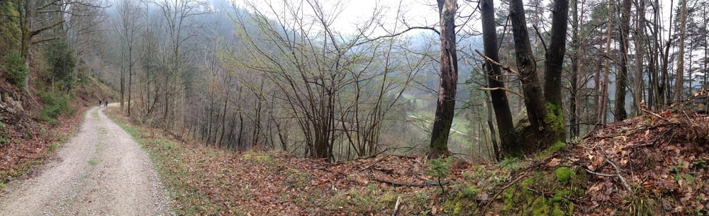Forbach - Hohlohturm - Grünhütte - Kaltenbronn - Hohlohturm - Forbach