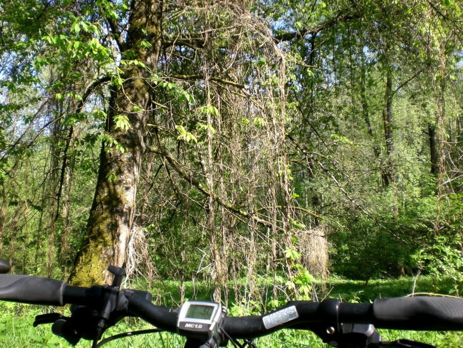 MTB Spaß rund um Freising III