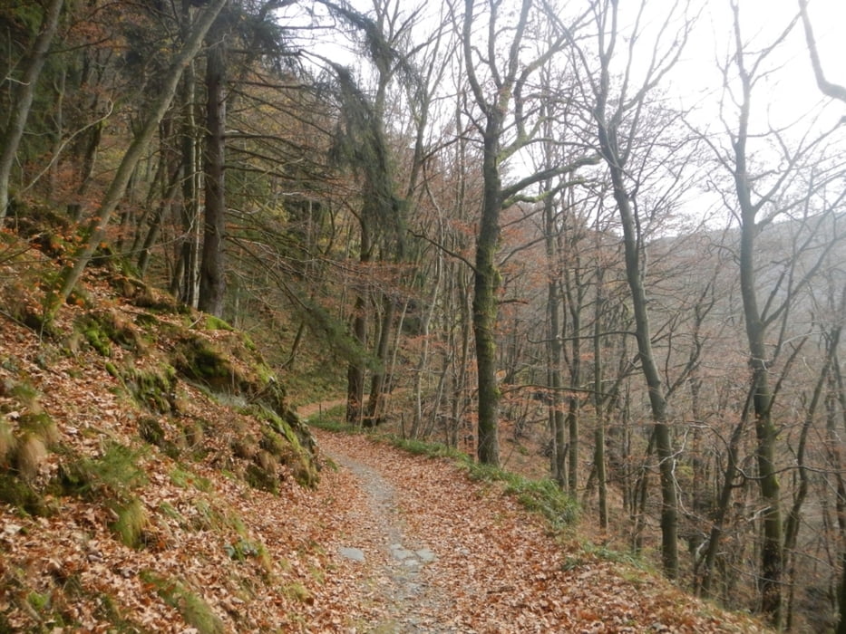 Waldwege