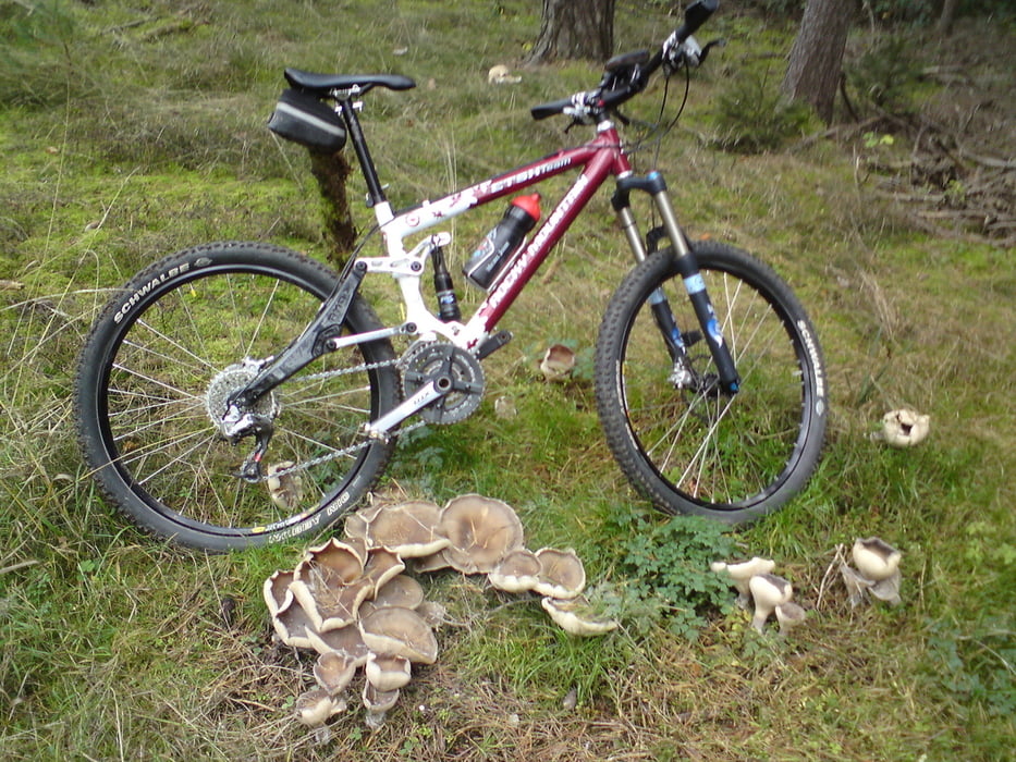 Schwammerltour: Vierkirchen - Ilmtal - Scheyern