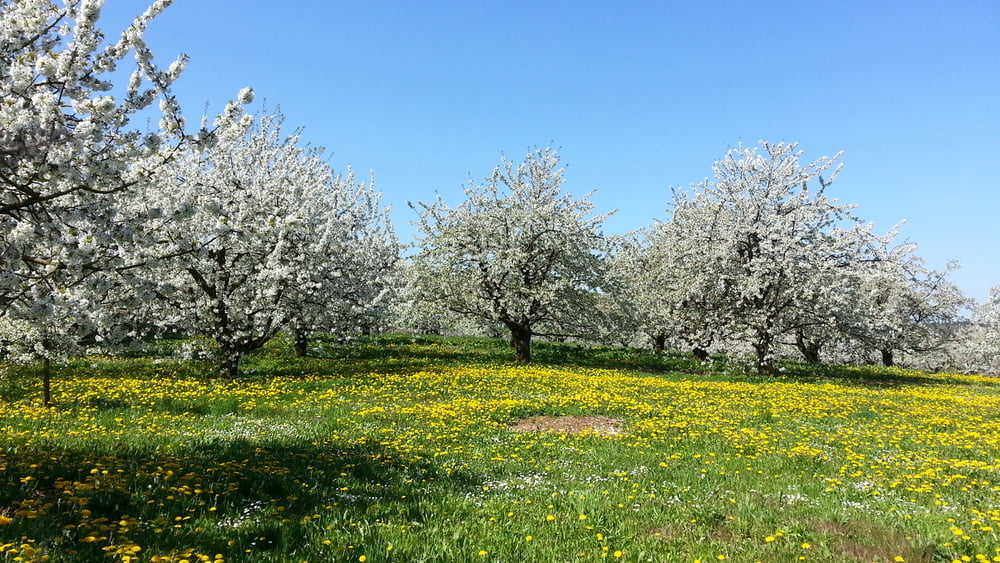 Wandern Franken: Kirschblüte Kasberg bei Forchheim