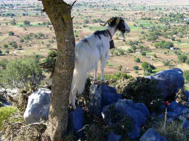 Lasithi plains-Krasi