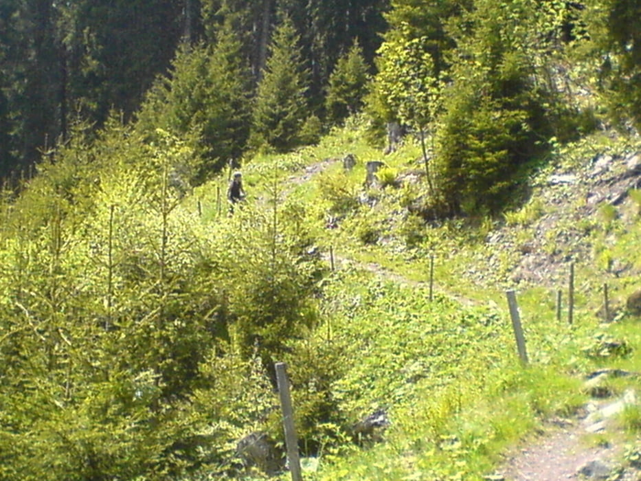 Flums-Tannenheim Runde Schwere Abfahrt