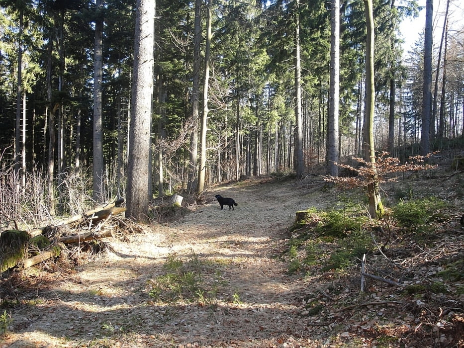 Rhön Rundweg Wildflecken Nr. 1
