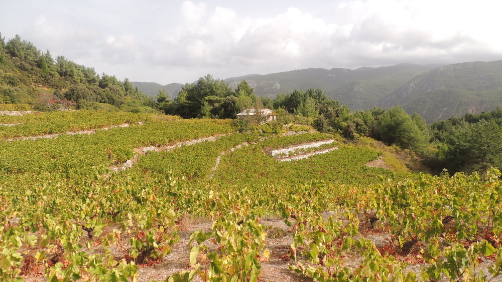 Durch die Weinberge rund um Platanos