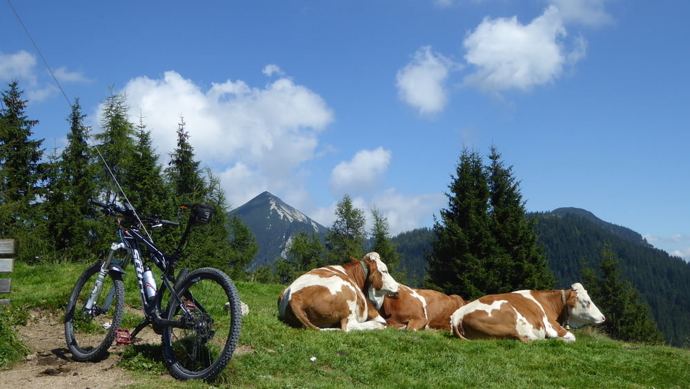 Am Wandberggipfel (1454m)