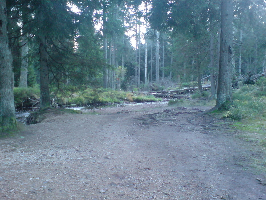 Trailsurfing um Torfhaus, Altenau, Brocken