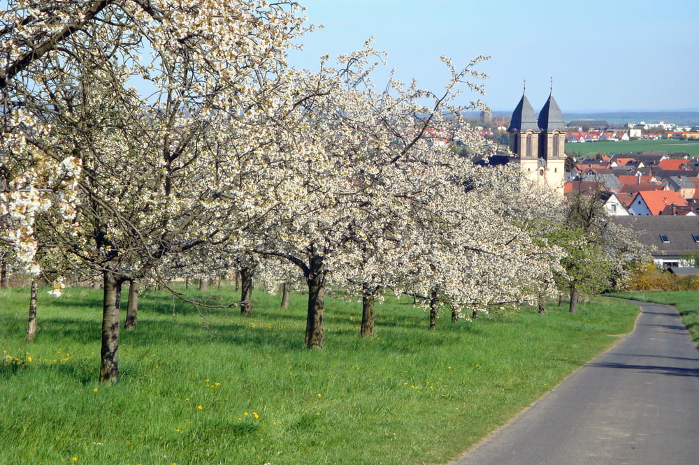 Runde zwischen Bad Nauheim, Ockstadt (Kirschenberg) und Friedberg