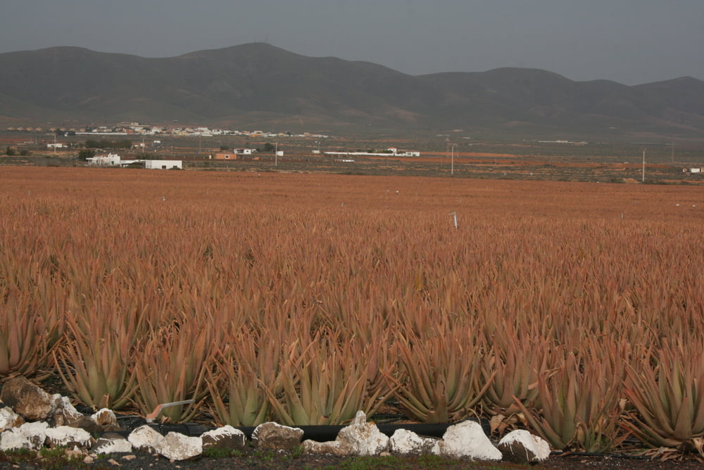 Februar in Fuerteventura