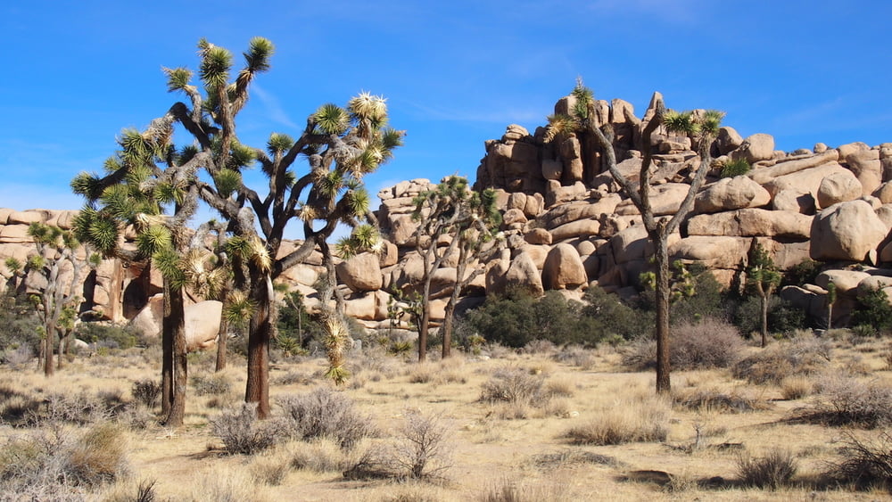140103.2 USA Joshua Tree NP - Barker Damm
