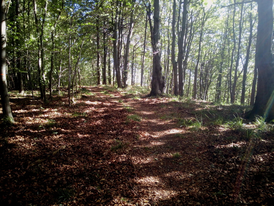 Süntel 4.5 XC AM medium Hohenstein Langenfeld DSMTBV MTB Tour