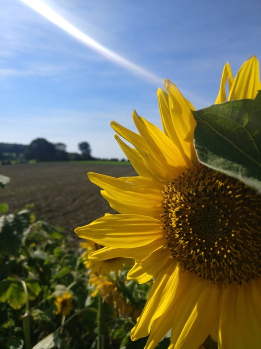 Rheinischer Esel, Elbschetal, Kohlenbahn und Springorumtrasse