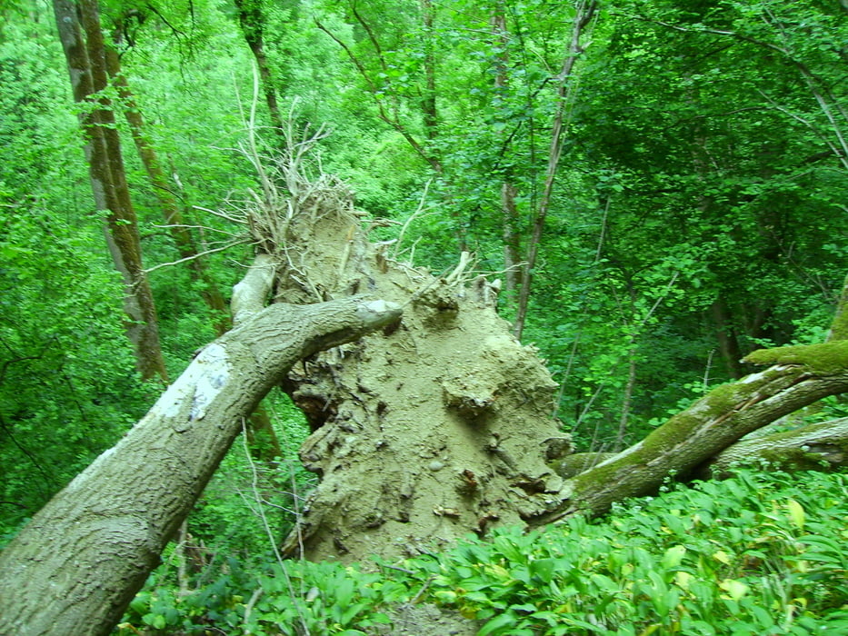 Steinberg Ermingen III