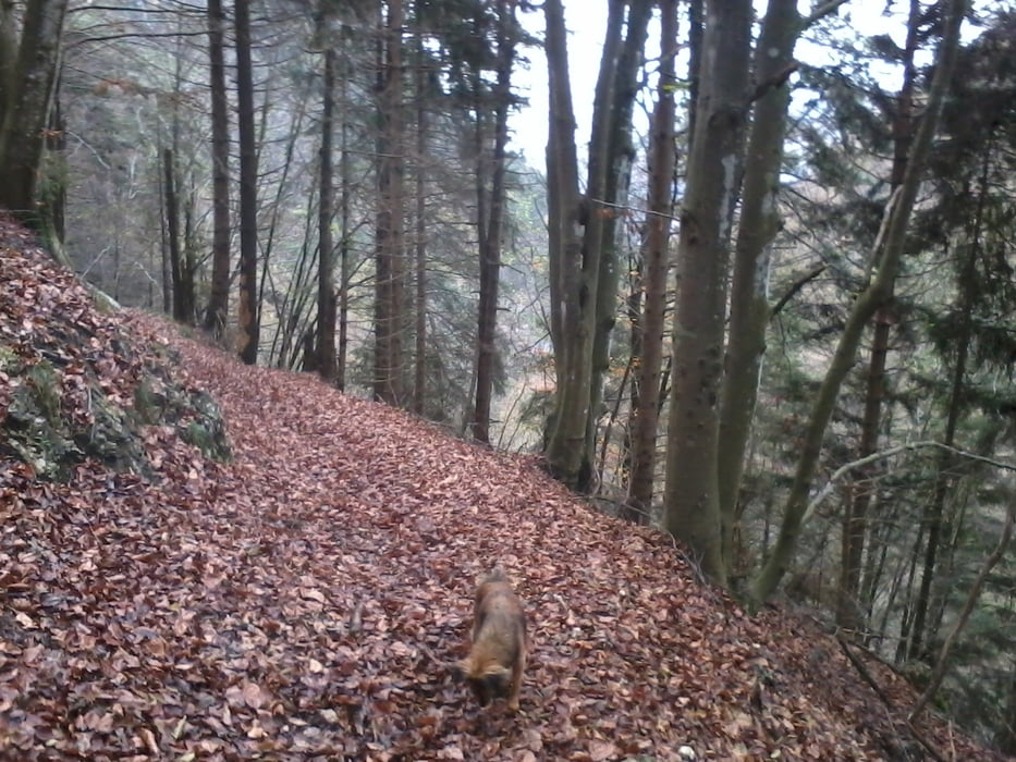 Sentiero Cai 970 Monte Grappa 11/2014