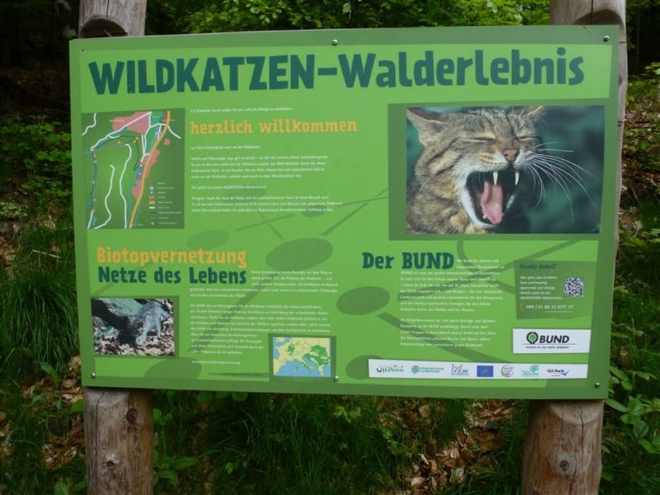 Bad Harzburg - Wildkatzen Walderlebnis