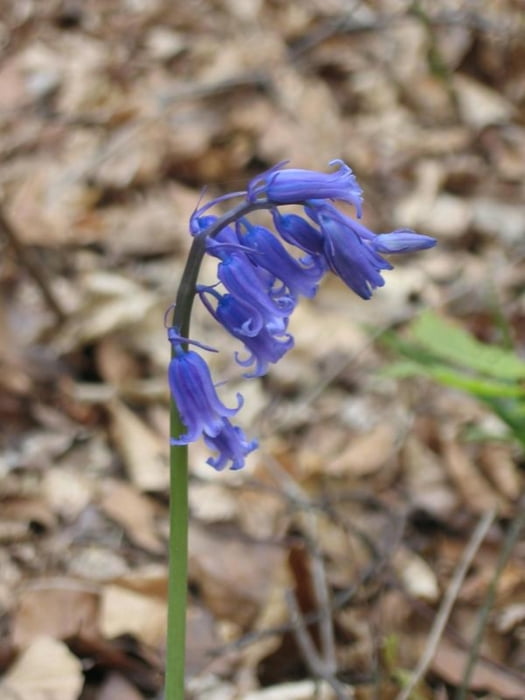 Im Reich der blauen Blumen