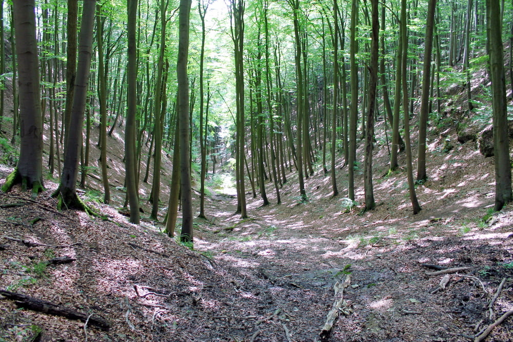 Süntel 4.2 XC AM EN single trails DSMTBV Hohenstein Langenfeld DSMTBV MTB Tour