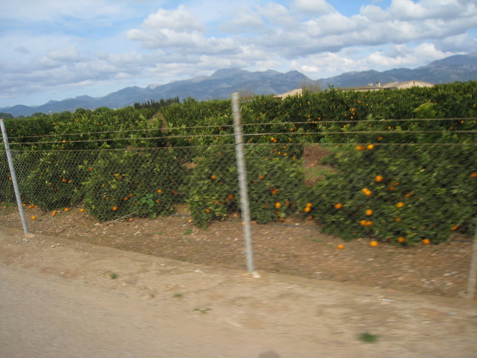 Mallorca Tag 3: Orient