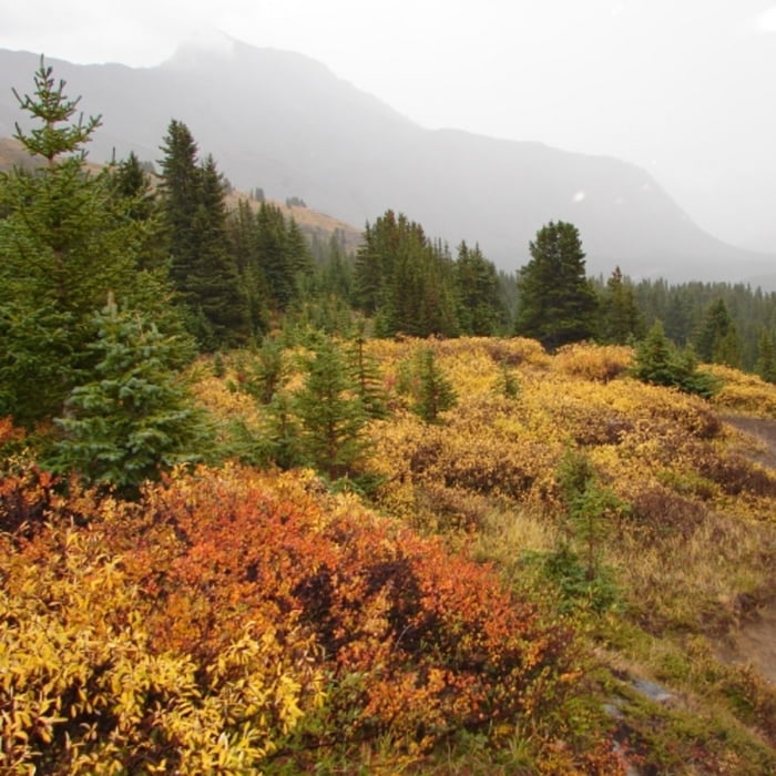 Herbstfärbung im Regen