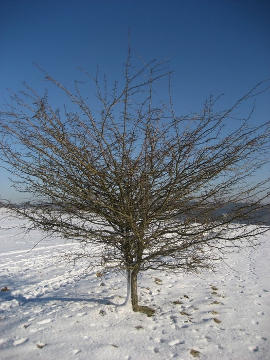 Brün
