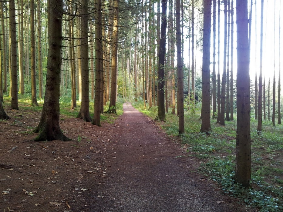 Neydhartinger Moor