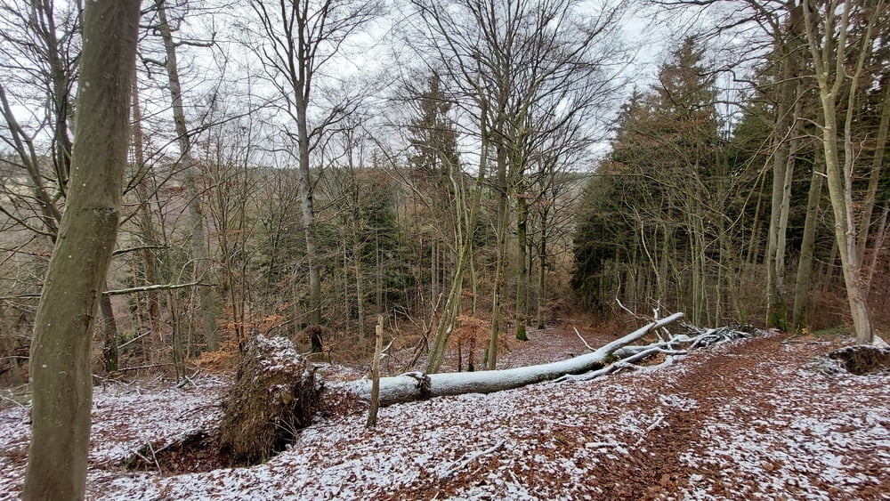 Rundweg Wershofen-Daubiansmühle Tippeltour 207 (neu)