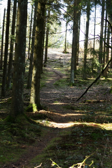 Mountainbike Parcour in Silberborn