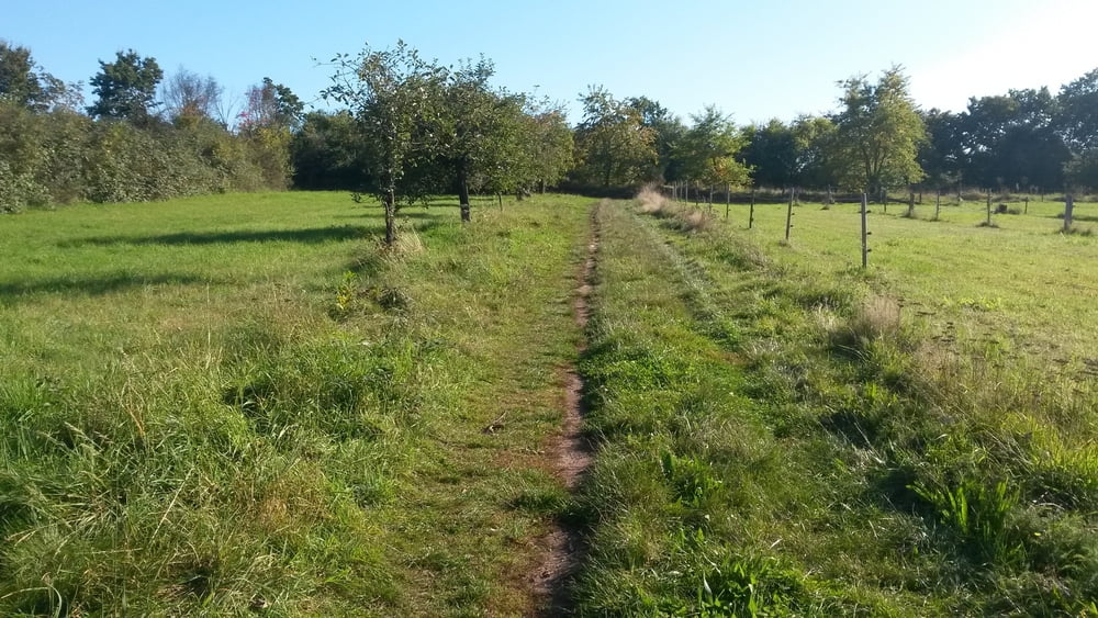 Durch die Obstwiesen