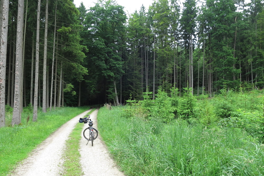 Biber/Auerochsenrunde