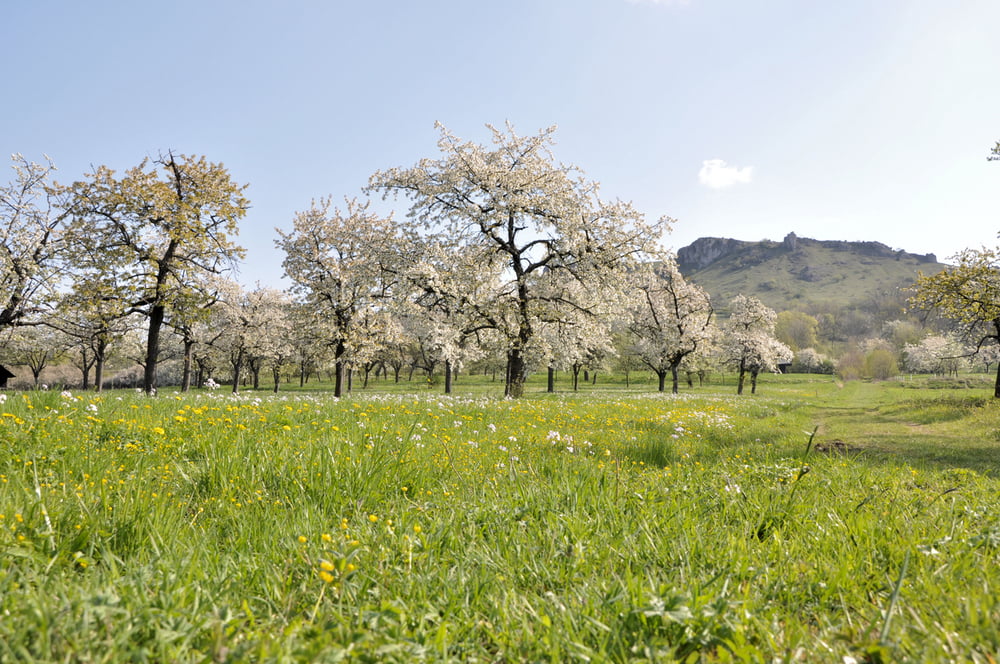 Frühlingstour durch die Kirschblüte am Walberla