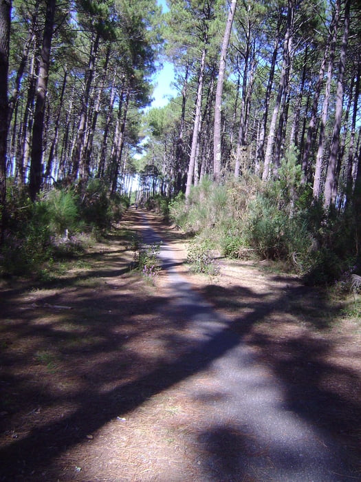 Durch Seekieferwälder zum Leuchtturm nach Contis Plage
