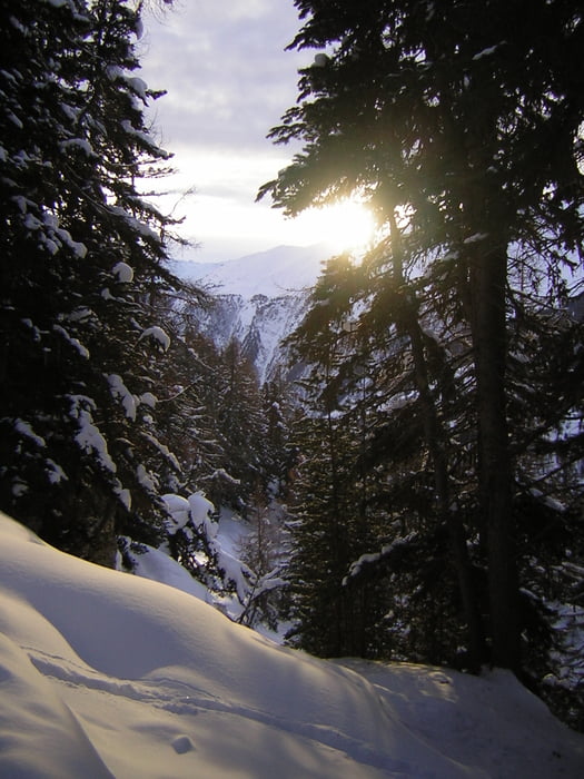 Durch den Aletsch-Wald