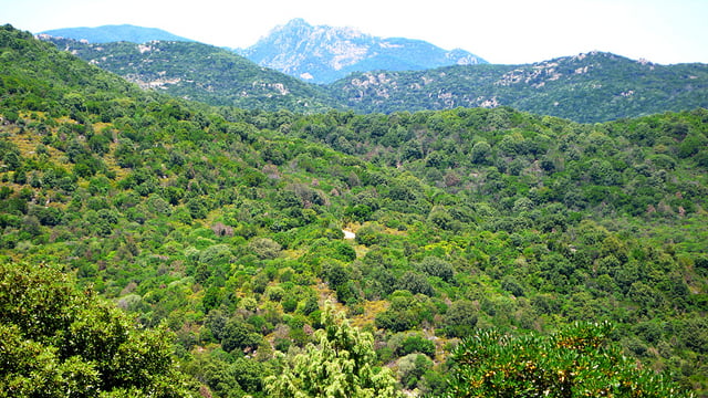 Sardinien - Durch den Wald von Is Cannoneris