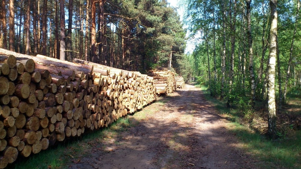 Zielona Góra - Stary Kisielin - Nowy Kisielin - Zielona Góra