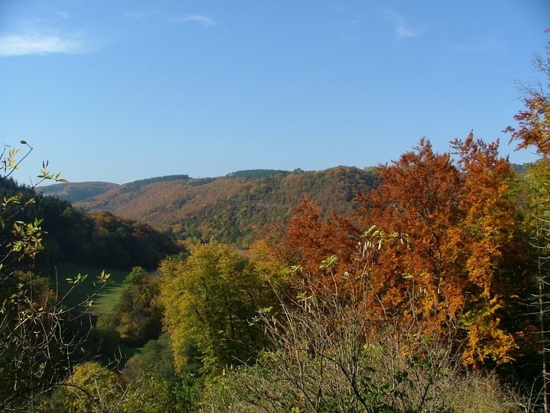 Rundwanderung Eifel Kirchwald-Alte Eiche-Nitztal