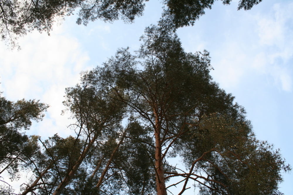 Saalow - Höllenbergweg