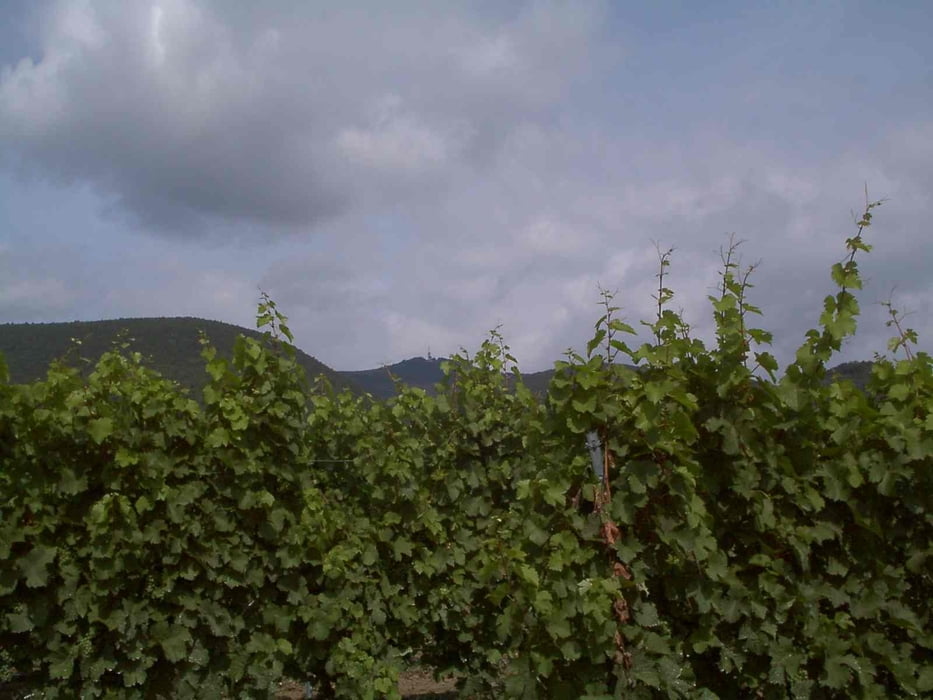 Kirrweiler - Maikammer - Kalmit - St. Martin