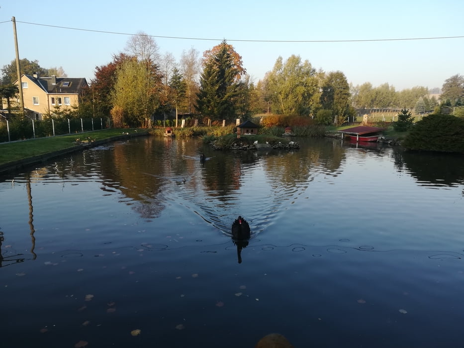 Ententeich in Weigmannsdorf