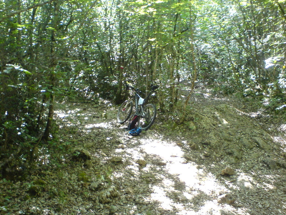 Siena- Bosco di Lecceto