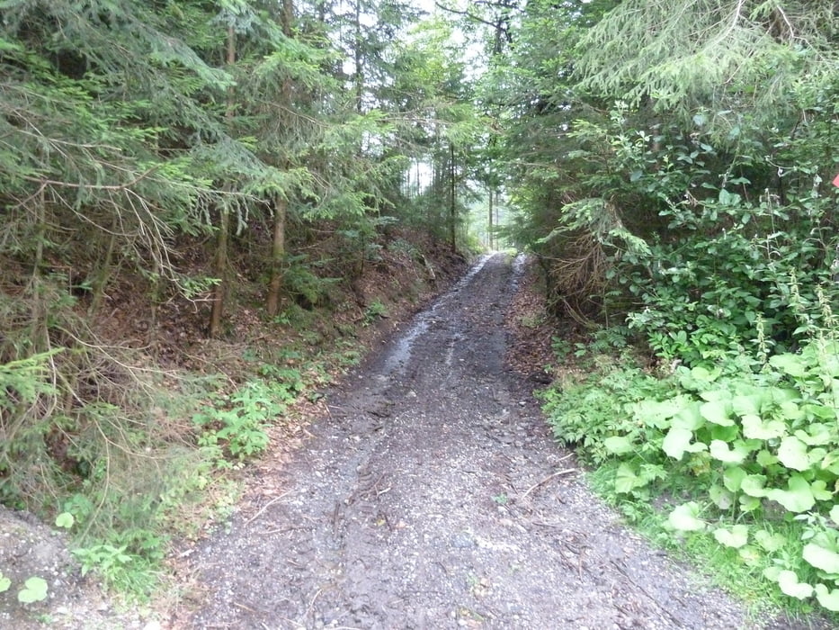 Waldbahnradweg