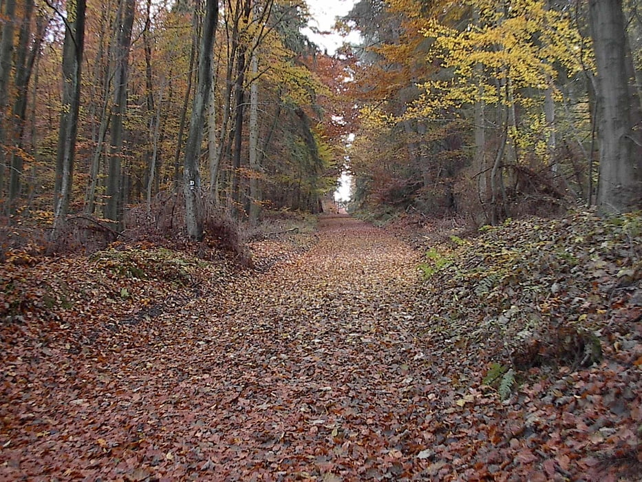 Freienhagen - Landau
