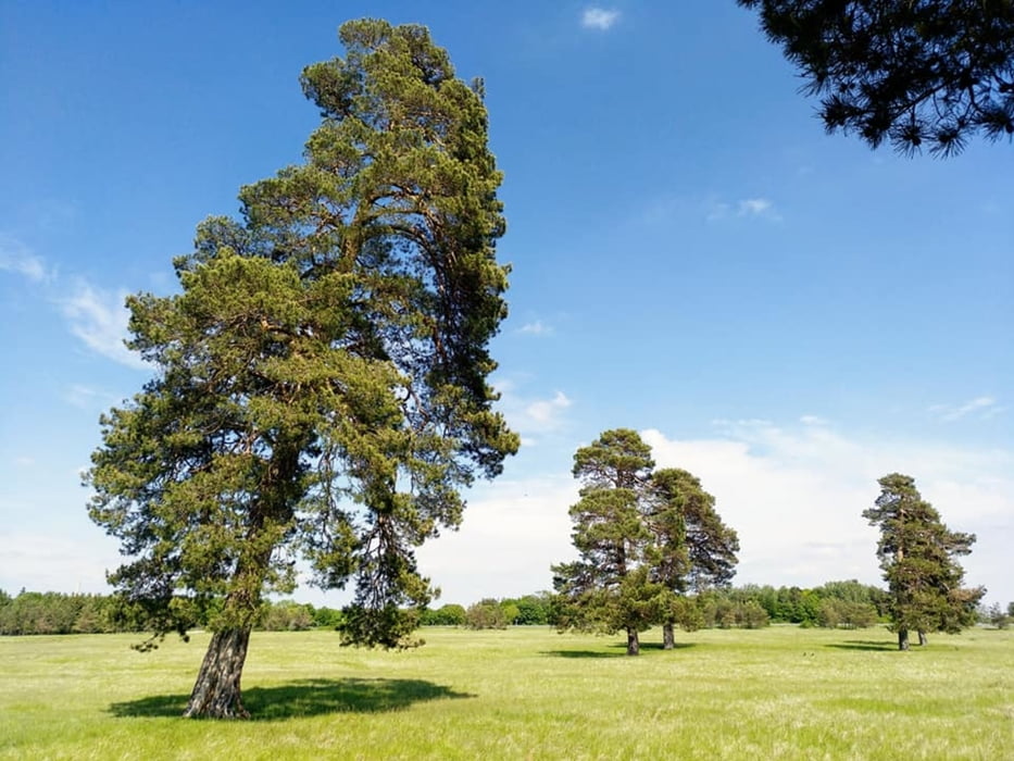 Weltwald mit bravem Hund über Panzerwiese und Schloss Schleißheim