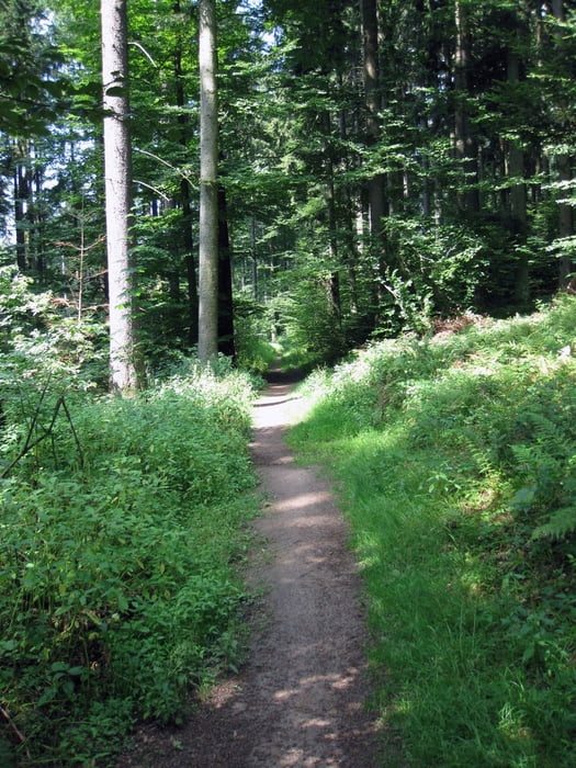 Schwäbischer Wald