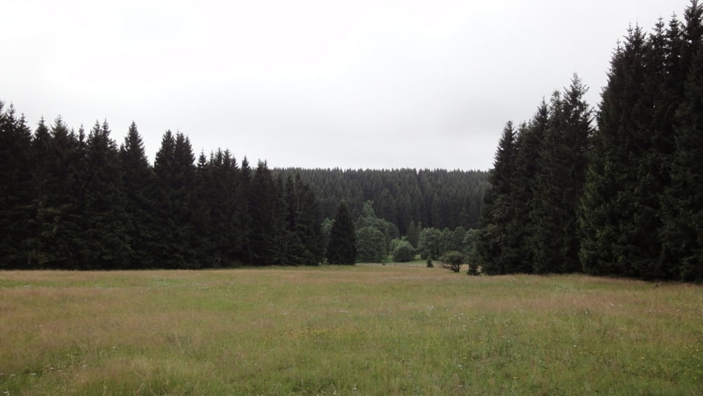 Ochse-Eber