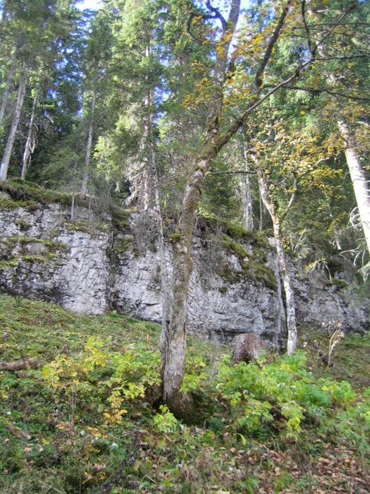 Schneiderküren