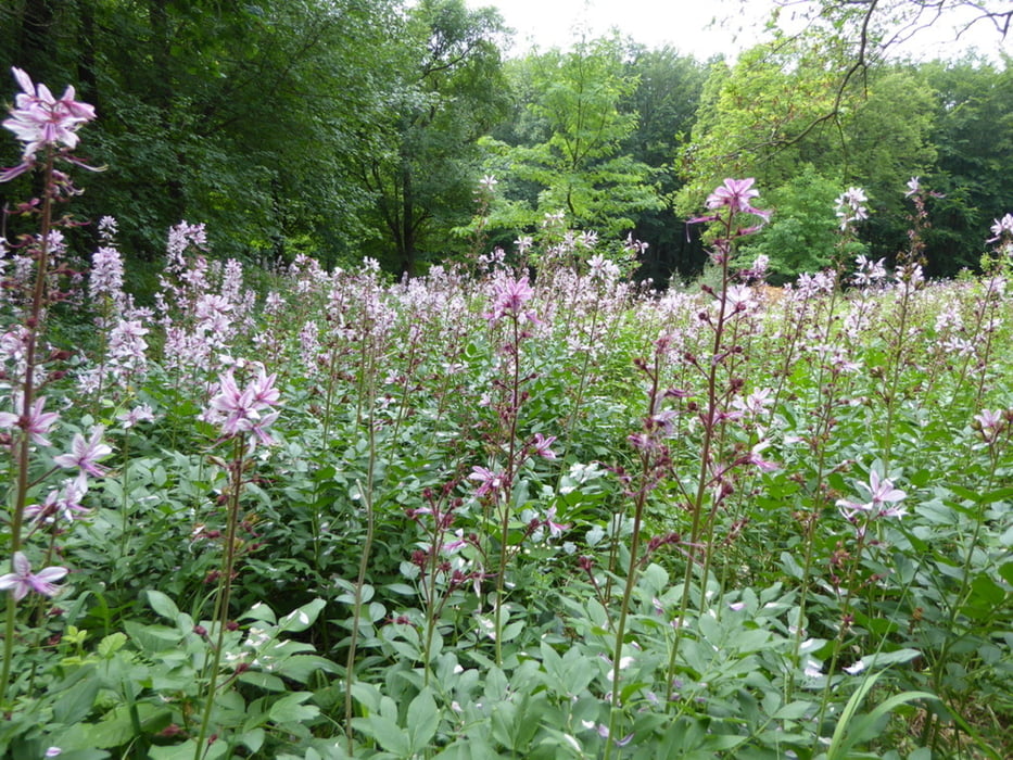 Wanderung zu den Sandhöhlen beim Regenstein und zum Diptam bei Blankenburg
